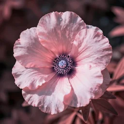 a flower in infrared, channel swaped