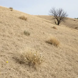 dry hills with sparse scattered scrub grass clumps of weeds, ugly dandelions, scraggly bare trees, highly detailed texture