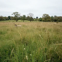 a rewilded field in rural england, photo realistic, hd