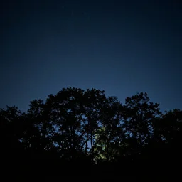calming relaxing trees silhouetted against a dark starry night sky from a distance