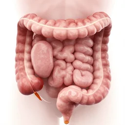 endoscopic photo of human intestine