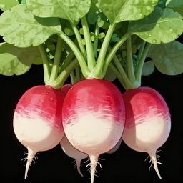 radish anime character, symmetrical, highly detailed, digital art, sharp focus, trending on art station, anime art style