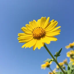 helichrysum in the sky with avalanche joseki