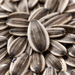 sunflower seed