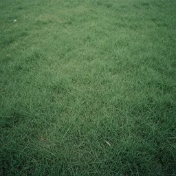 top view, overcast, undersaturated faded photograph, grass texture film still, kodak color