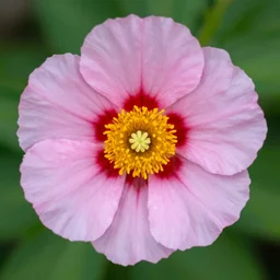 a flower flickr