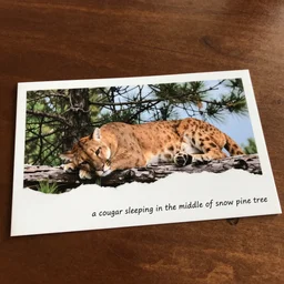 ripped up postcard showing 'a cougar sleeping in the middle of snowy pine tree' laying on coffee table, zoomed out shot, HD, iphone capture