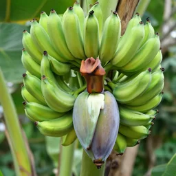how bananas grow
