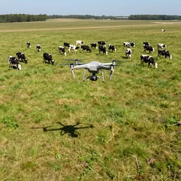 a uav with it own shaddow is watching a large group of hucows