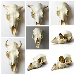montage of style sheets, crow head bones ( ( ( skull ) ) ), hand drawn ( ( ( bird head bones ) ) )