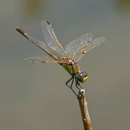 agalychnis callidryas