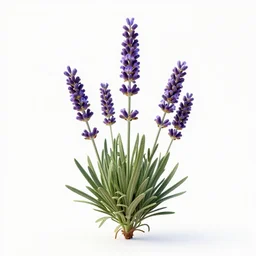 a 3 d rendered ultra realistic lavender plant, masked transparent flat background, popular on sketchfab, pixelsquid 3 6 0, 8 k, volumetric lighting, trending on artstation, octane render, ultra detailed, hyperrealistic