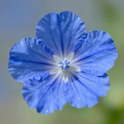 blue sky flower