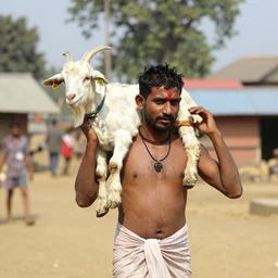 shirtless brahmin man in a nepali village carrying a goat on his neck