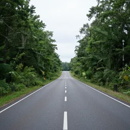roads destroying nature