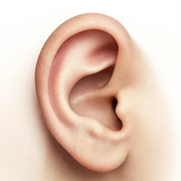 dove in an ear canal, grainy filter, stipple, by muhammad fatchurofi,
