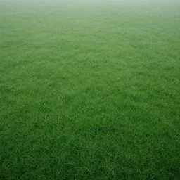 top view, overcast, foggy, photoreal grass texture, kodak color