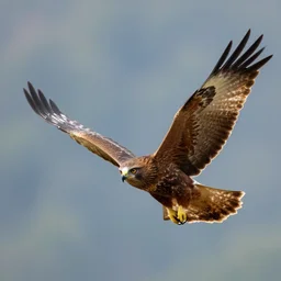 flying cat eagle bokeh 8 0 mm animal photography spread wings award winning photography majestic sky background