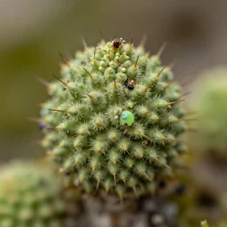 lichen : : canon ef 1 0 0 mm f / 2. 8 l macro, macro photography, nature, photorealism