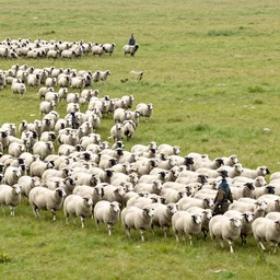 An army of sheep soldiers