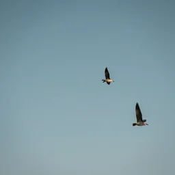 sirens flying in the sky