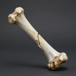 fractured bone, safe for work