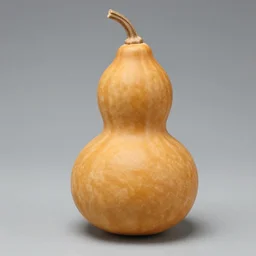 amber heard made out of gourd amber heard as a gourd intercross hybrid mix intercross hybrid mix
