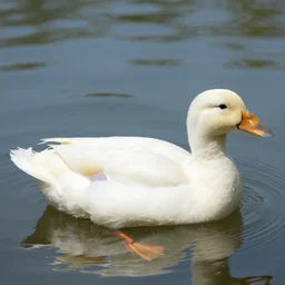 sensual duck