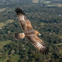 An aerial photo from above a flying Harpy Eagle
