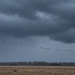 storm of geese