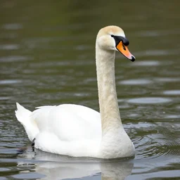 a long necked swan with its ape head, swimming in the lake. portrait photography, high definition, 4 k, 8 k, popular on national geographic, highly detailed feathers.