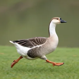 running goose