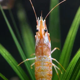shrimp face anubias macro