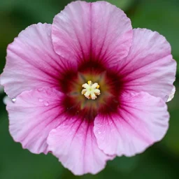 flower with teeth
