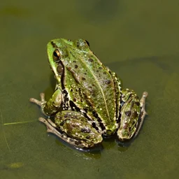 frog on surface of the sun