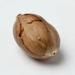 bladdernut