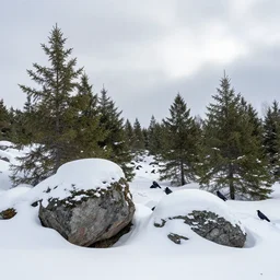 beautiful, serene, snowy landscape. rocks, spruces. cloudy day. crows. professional wildlife photography. 8 k.