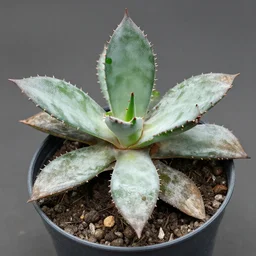 dead jade plant