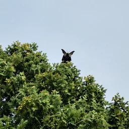 a sighting of mothman above the treetops