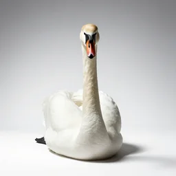 giant swan, studio photography, full body, isolated on a pure white background, centered, entire subject in frame, sharp focus, soft studio lighting