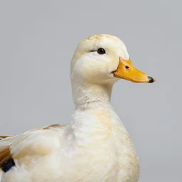 realistic duck portrait studio photo