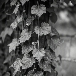 tendrils of a climber, award winning black and white photography