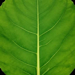 leaf texture