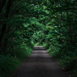 a green forest with a single path going forward, 8 k, photography, dramatic lighting
