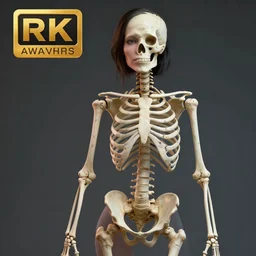 beautiful woman, the entire right half of her body is a skeleton, photorealistic, award winning, 8k, n-5