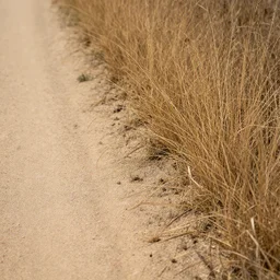 a close up of the dry grass edge of a dirt road, highly textured