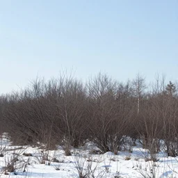 a winter landscape with shrubs and trees on a clear day, in minimalist style