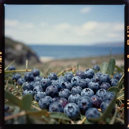 kodak portra 4 0 0, wetplate, 2 0 0 mm lens, 1 9 3 0 s colour portrait of a deep insight of landscape by the sea on a sunny day, by saul leiter, insanely detailed, insanely intricate, depth of field, blueberry