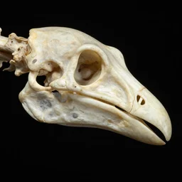 style sheets, bird head made of calcium structure, with diapsid with a pre - lachrymal fossa, a single occipital condyl, macro photograph by wikipedia and naturalist museum