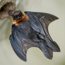bats with feathers